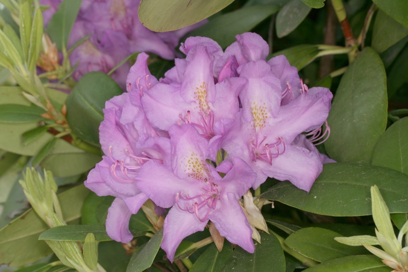 Pontischer Rhododendron (Rhododendron ponticum) Pontischer Rhododendron (<i>Rhododendron ponticum</i>)